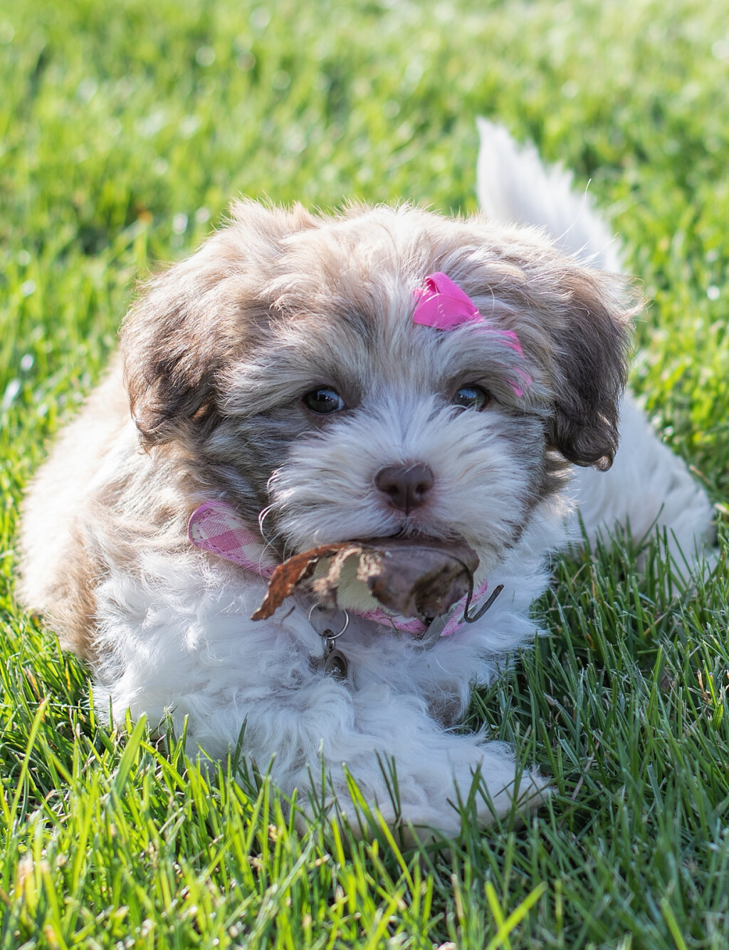 Havanezer ili havanski bišon