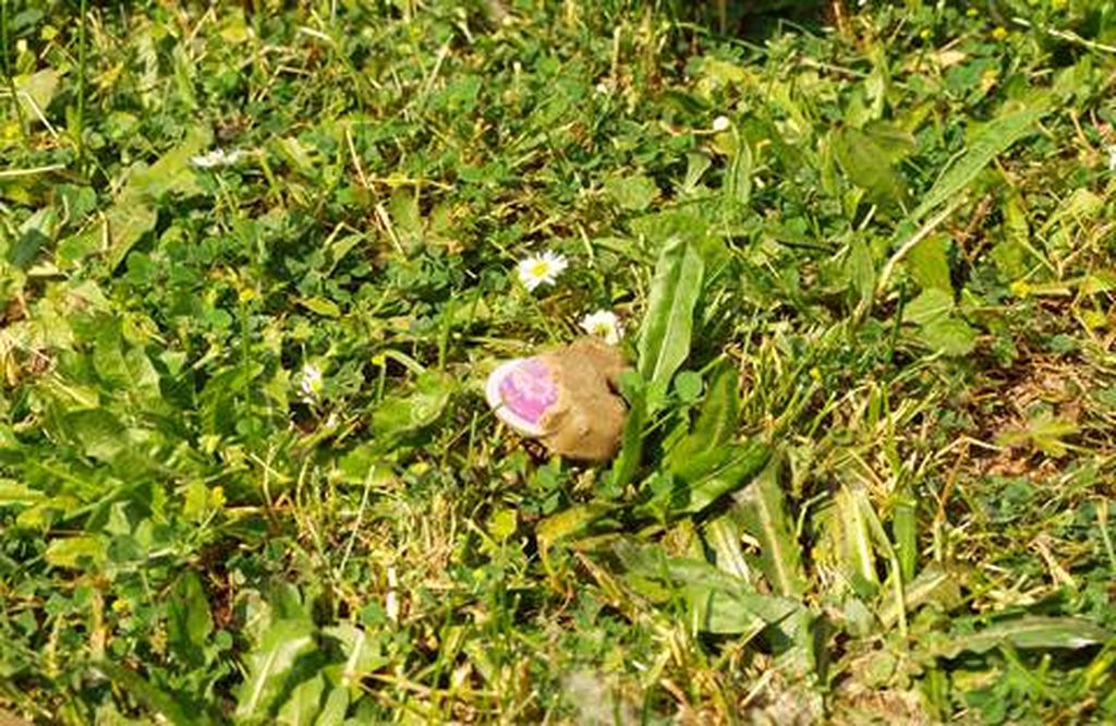 Oralna vakcinacija lisica protiv bjesnoće