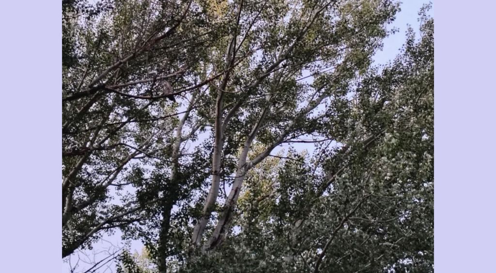 Sova skrivena u krošnji drveta