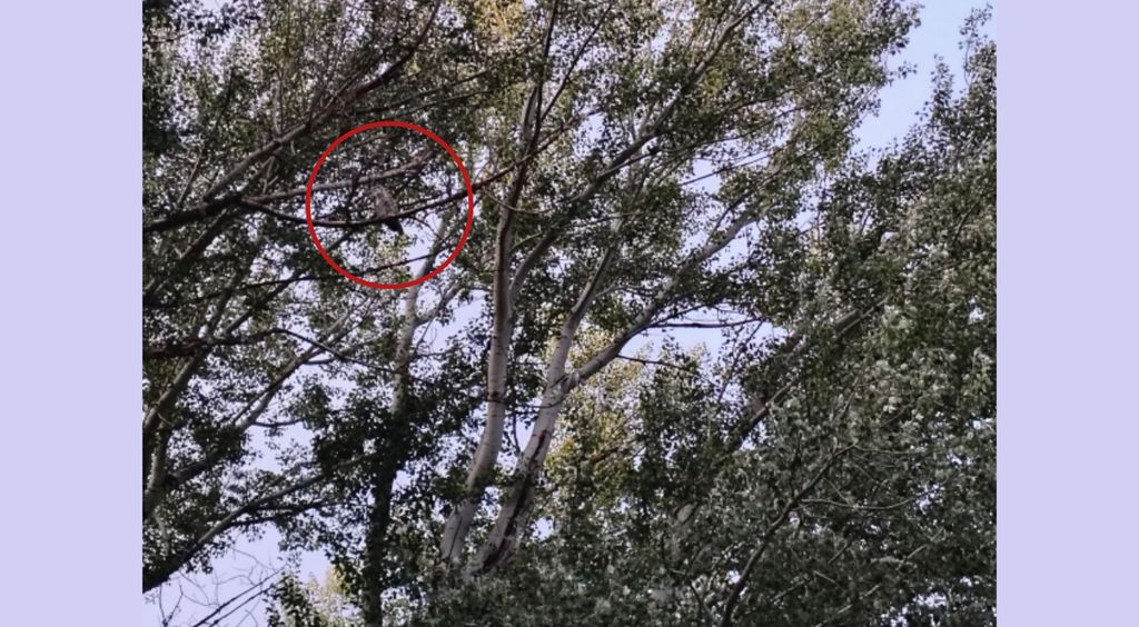 Sova skrivena u krošnji drveta