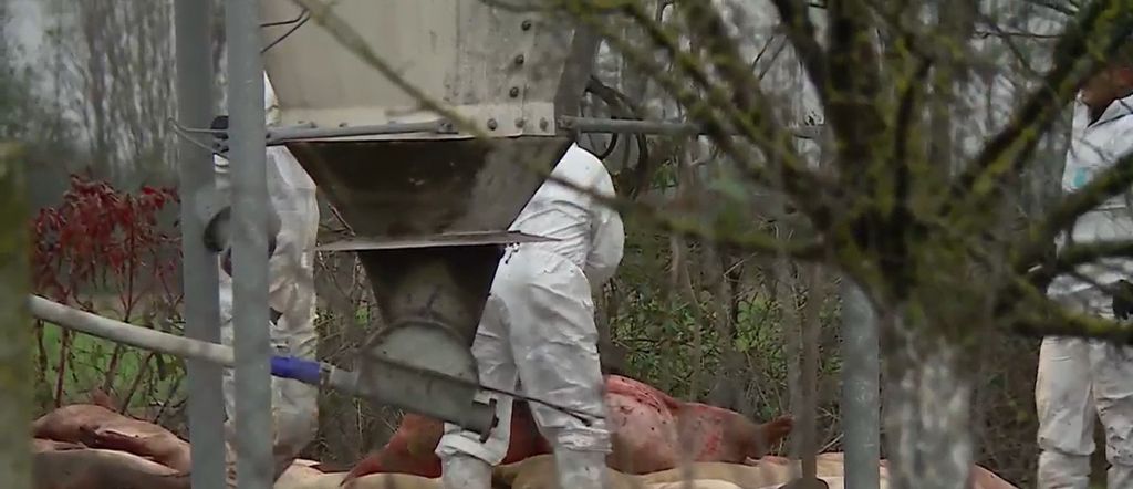 Veterinari traže pomoć - 4