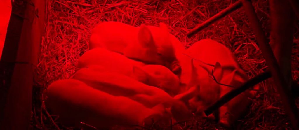 Veterinari traže pomoć - 4