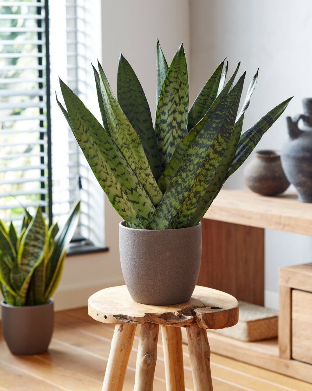 Sansevieria