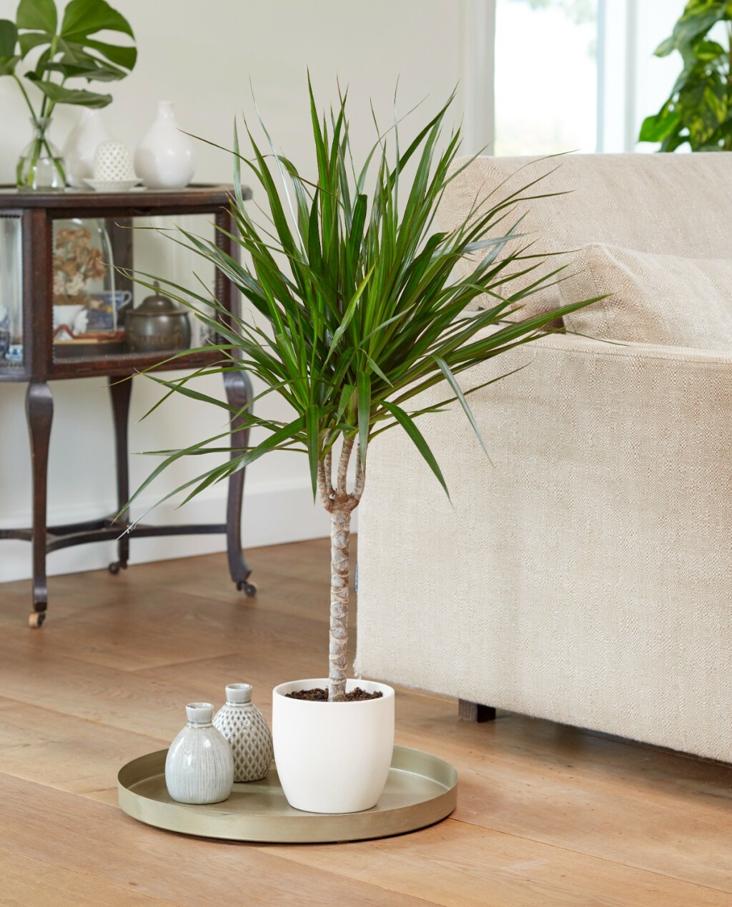 Dracena