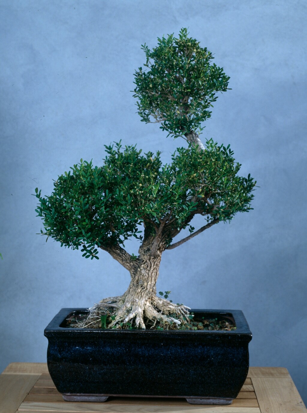 Bonsai