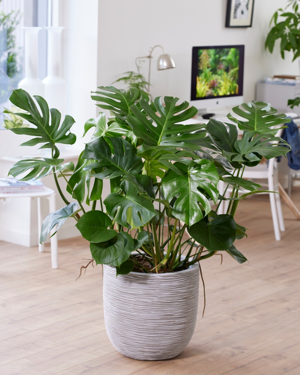 Monstera