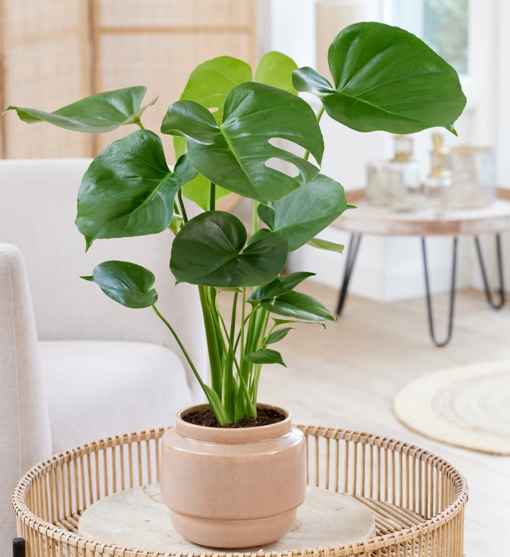 Svaka biljka može ostvariti puni potencijal na pravom mjestu