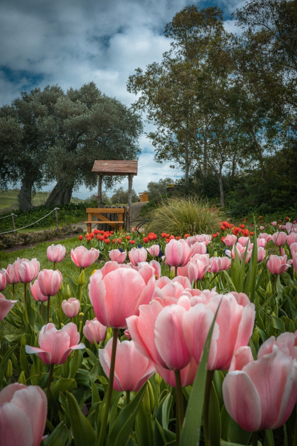 Tulipani