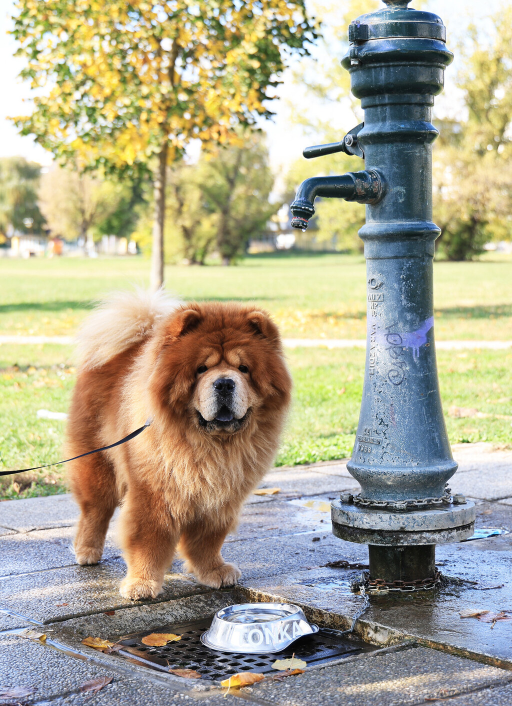 Inženjer strojarstva Tomislav Kenjerić iz Zagreba postavio je 36 metalnih posudica za pse ispod javnih zdenaca kako bi ljubimci tijekom šetnje mogli piti vodu - 4