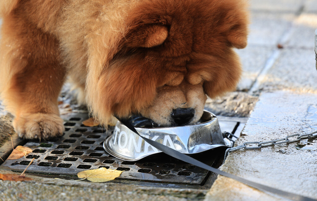 Inženjer strojarstva Tomislav Kenjerić iz Zagreba postavio je 36 metalnih posudica za pse ispod javnih zdenaca kako bi ljubimci tijekom šetnje mogli piti vodu - 5