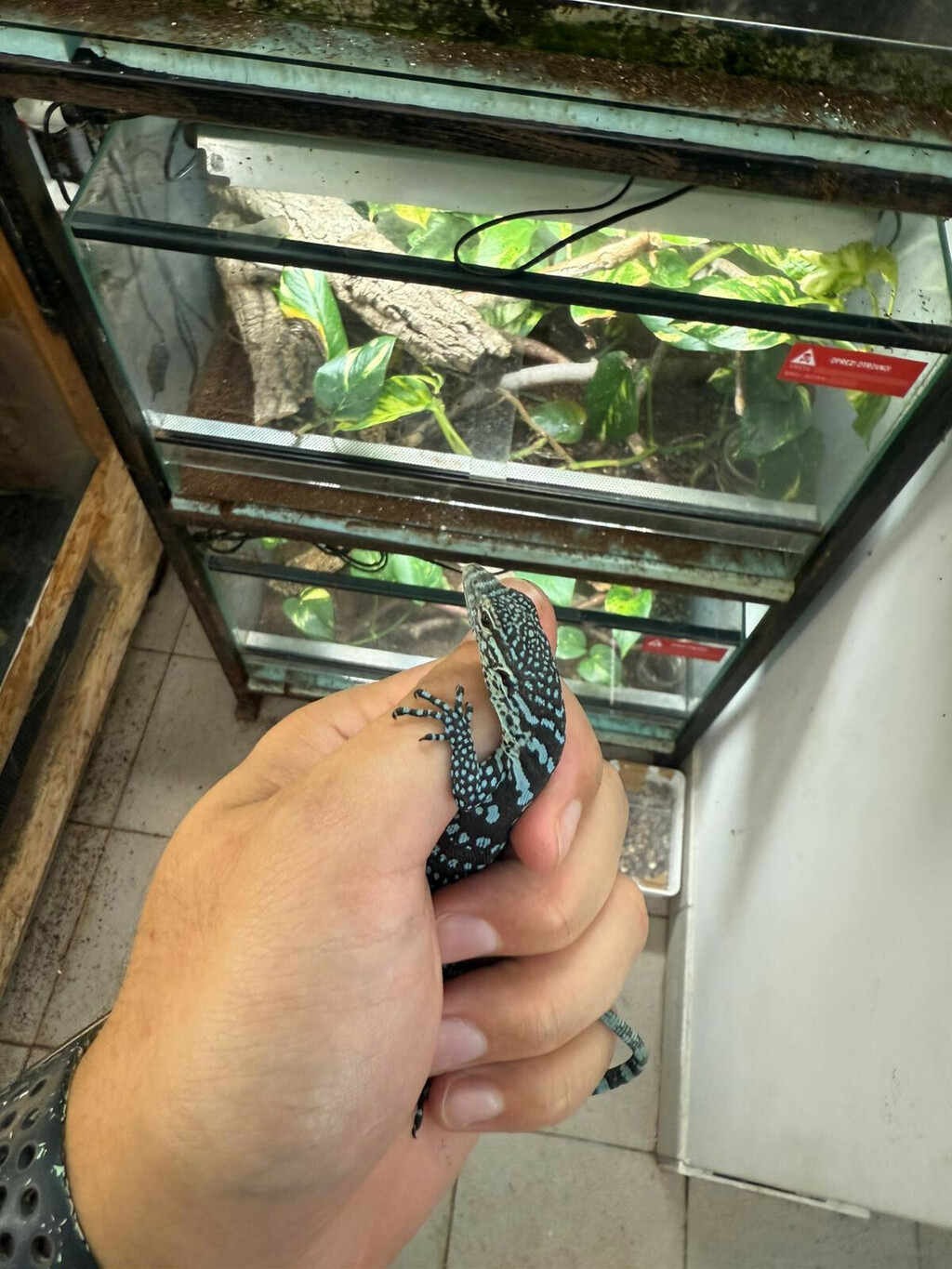 U zagrebačkom zoo vrtu na svijet došla dva plava varana - 1