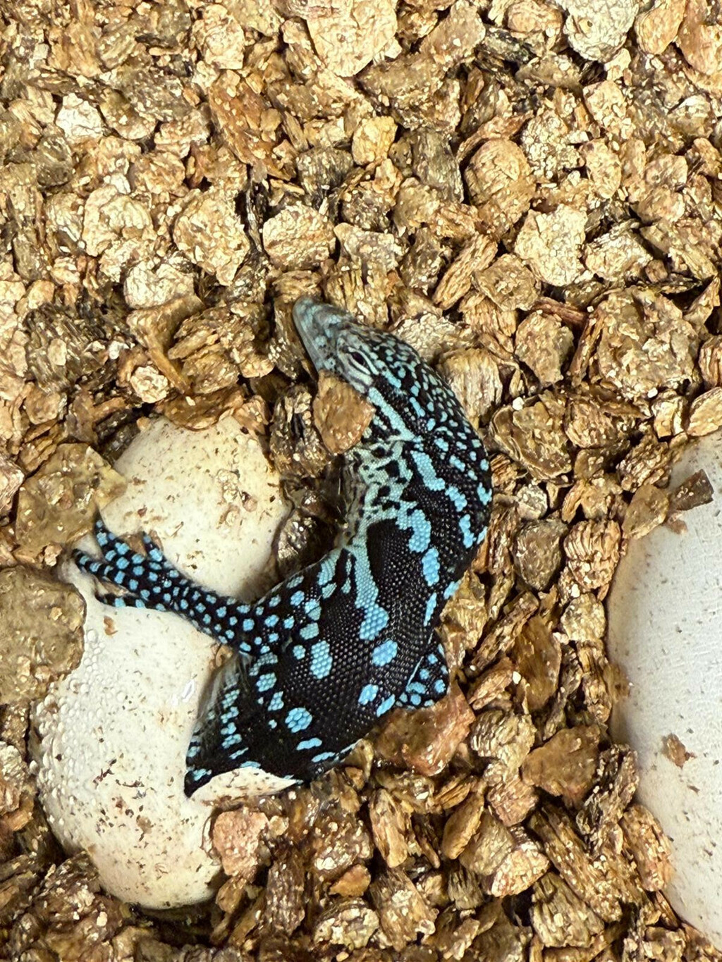 U zagrebačkom zoo vrtu na svijet došla dva plava varana - 2