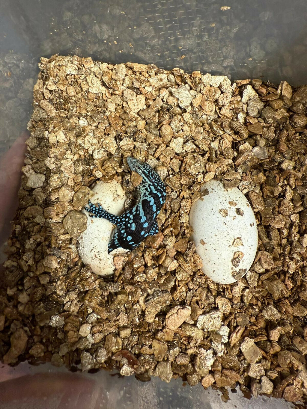 U zagrebačkom zoo vrtu na svijet došla dva plava varana - 4