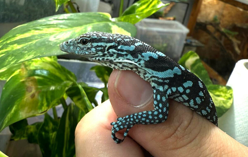 U zagrebačkom zoo vrtu na svijet došla dva plava varana - 6