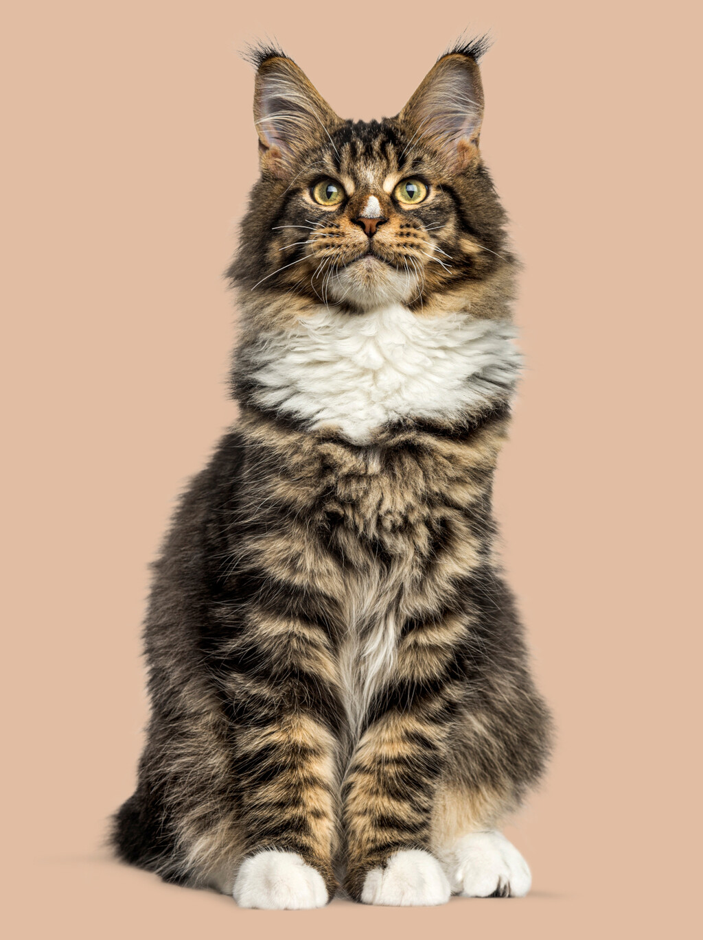 Maine coon