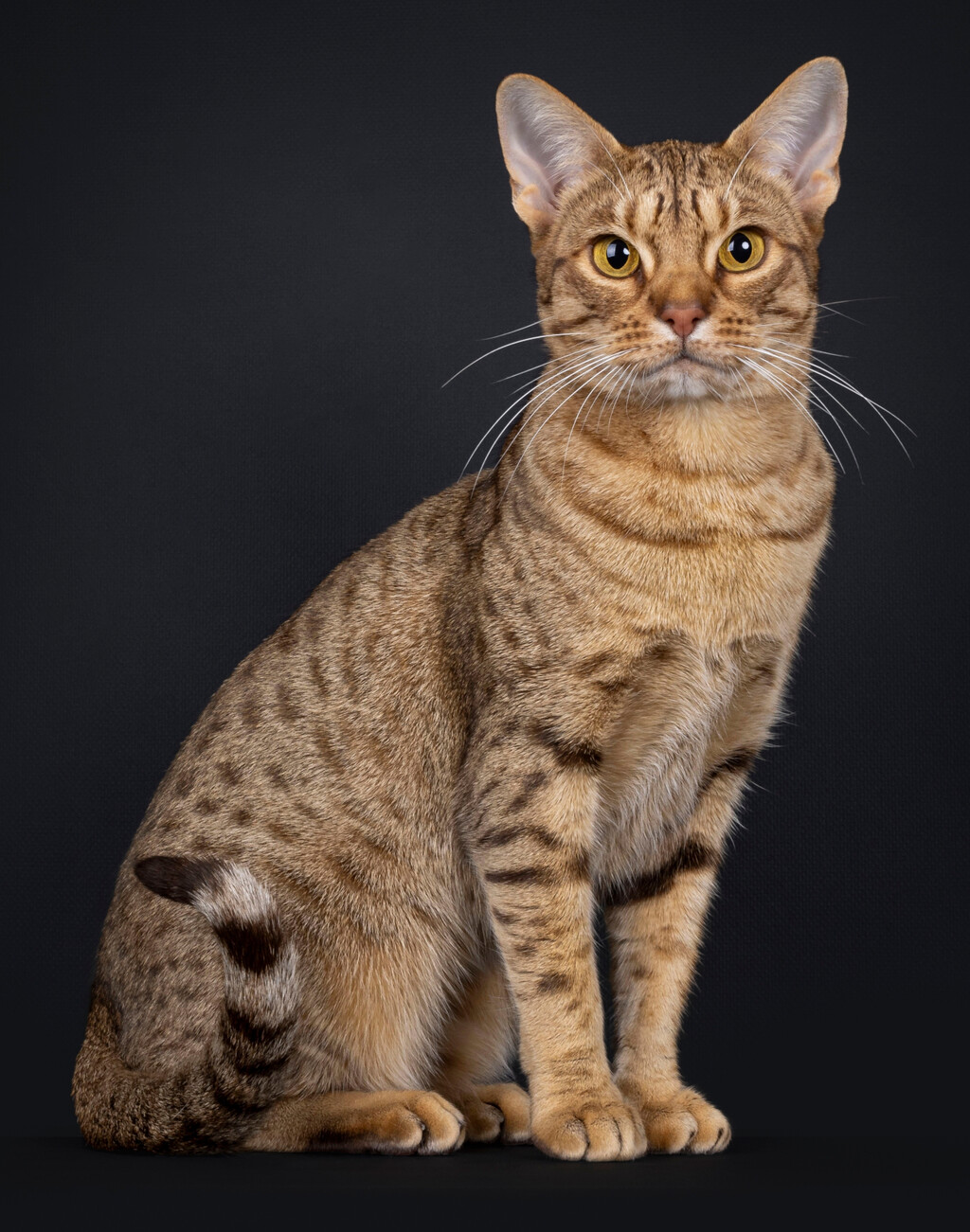 Ocicat