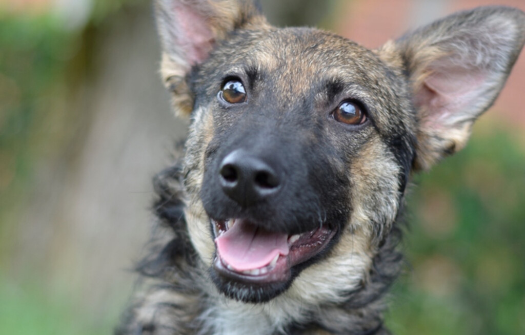 Nova akcija Udomljavanje je fora održat će se u subotu 25. listopada na Trgu bana Jelačića u Zagrebu - 1