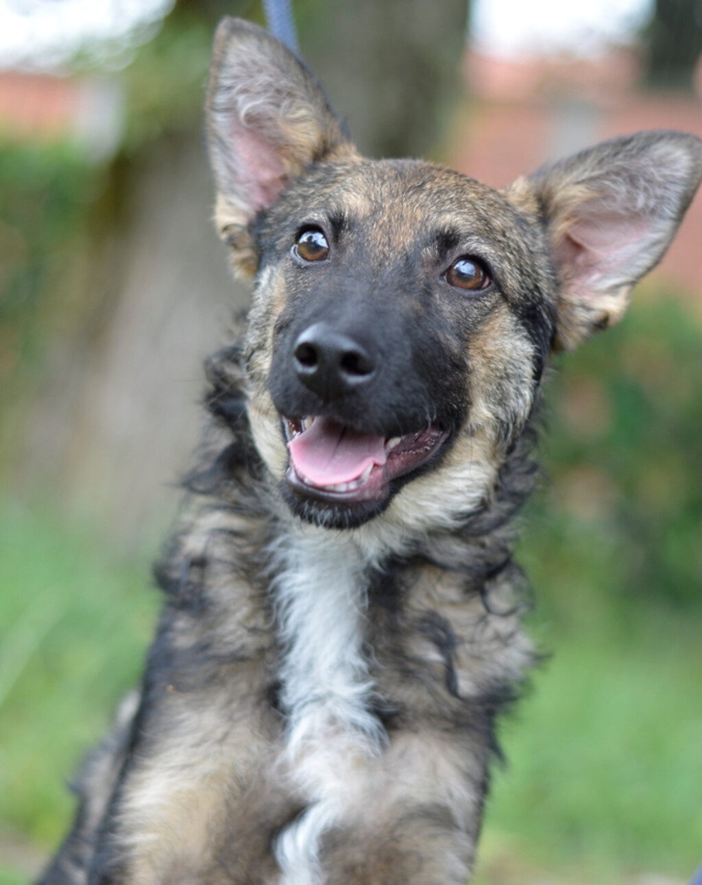 Nova akcija Udomljavanje je fora održat će se u subotu 25. listopada na Trgu bana Jelačića u Zagrebu - 2