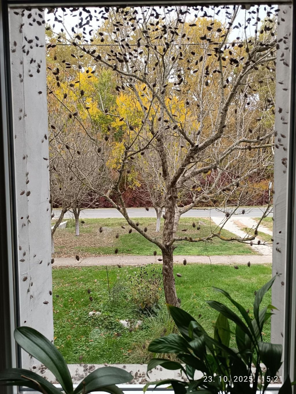 Najezda smrdljivih martina