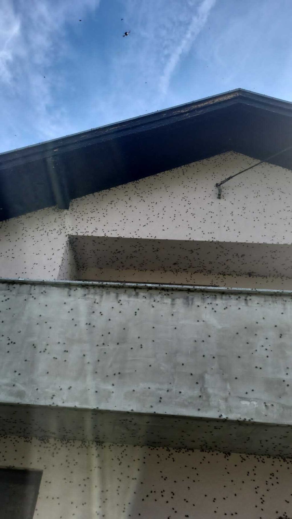 Najezda smrdljivih martina