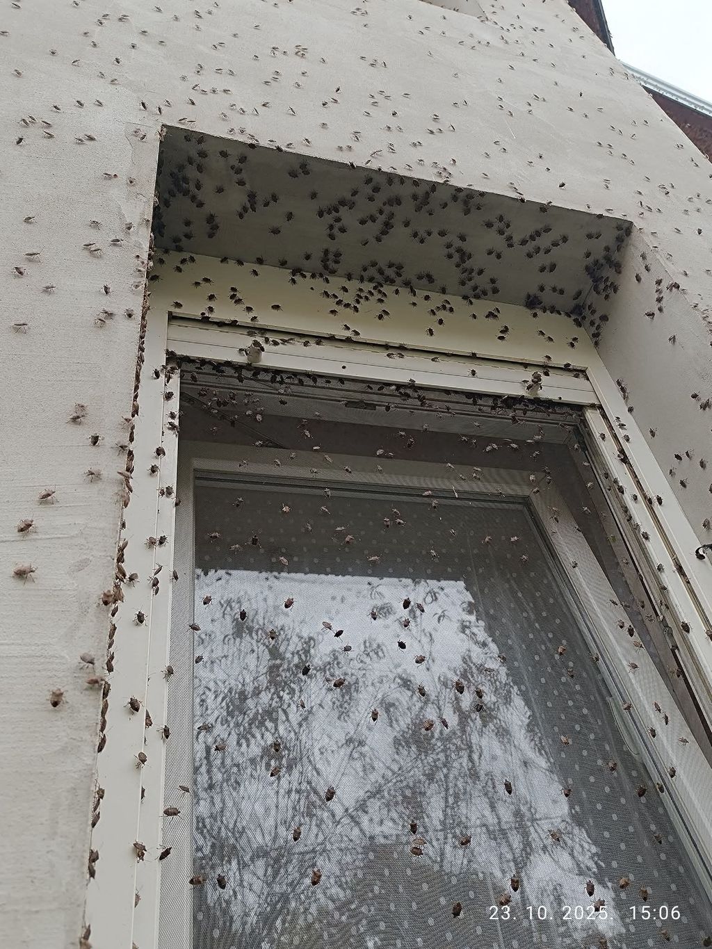 Najezda smrdljivih martina