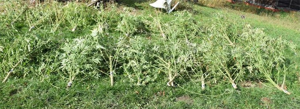 Plantaža marihuane kod Čazme - 6