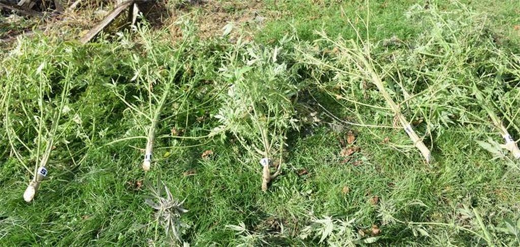 Plantaža marihuane kod Čazme - 6