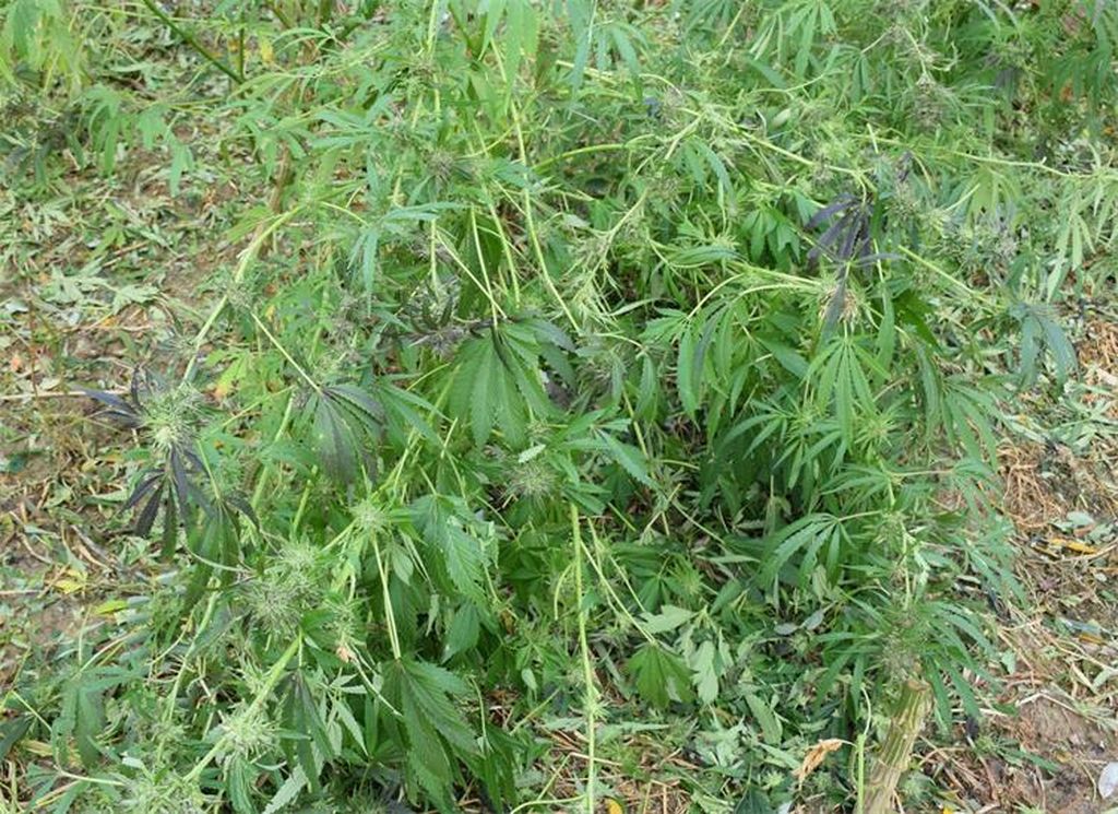 Plantaža marihuane kod Čazme - 6