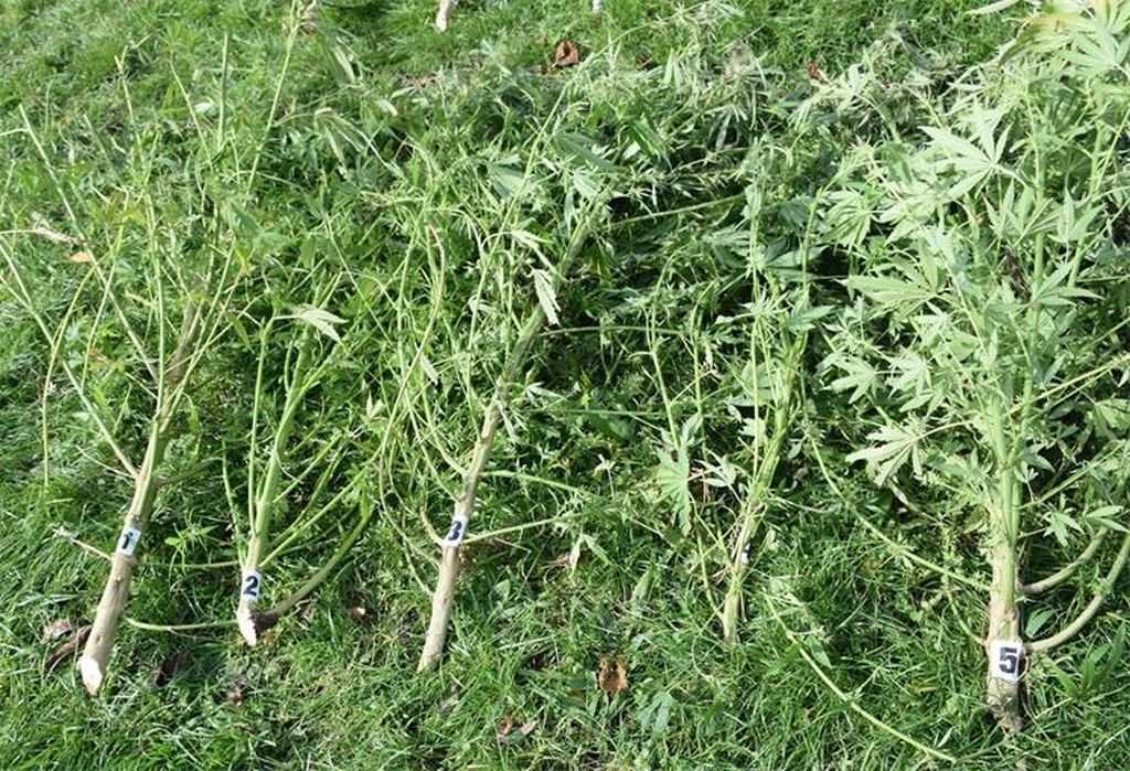 Plantaža marihuane kod Čazme - 6