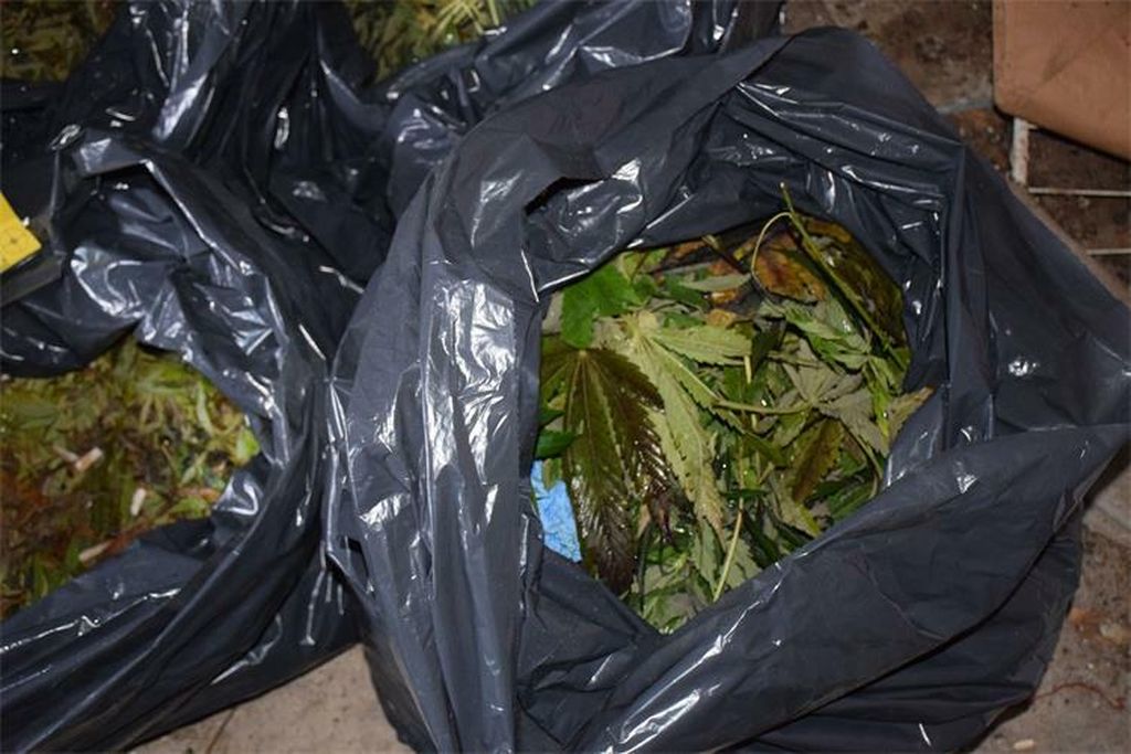 Plantaža marihuane kod Čazme - 6