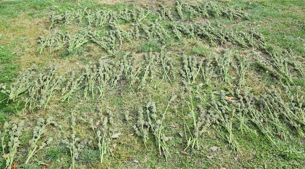 Plantaža marihuane kod Čazme - 6