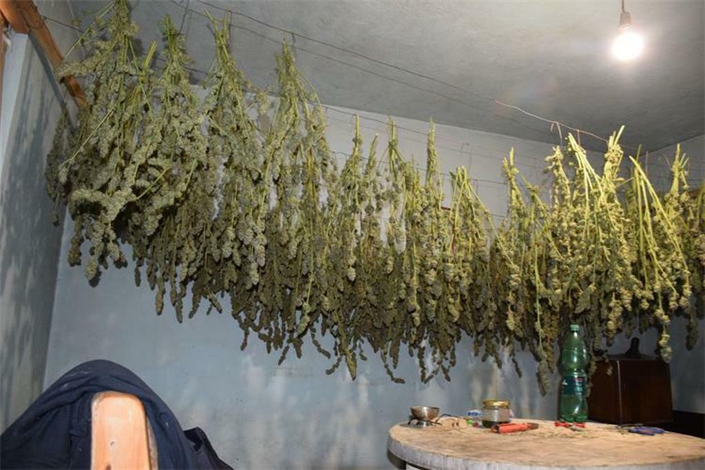 Plantaža marihuane kod Čazme - 6