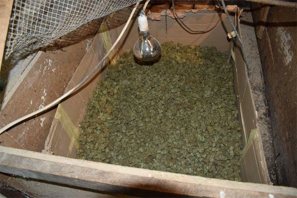 Plantaža marihuane kod Čazme - 6