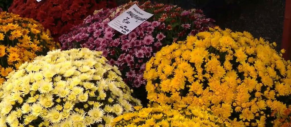 Pripreme za blagdan Svih svetih - 2