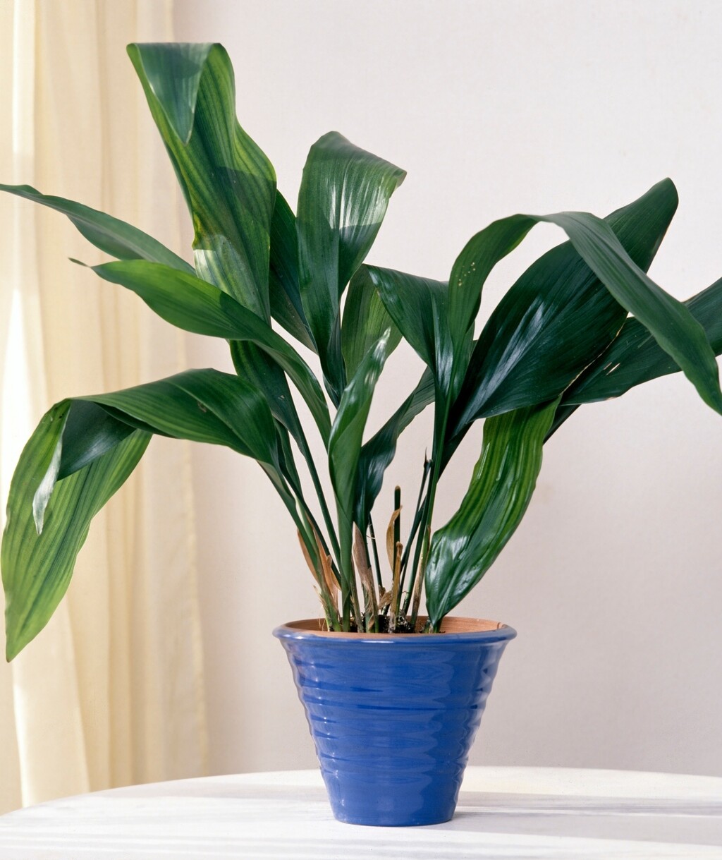 Aspidistra