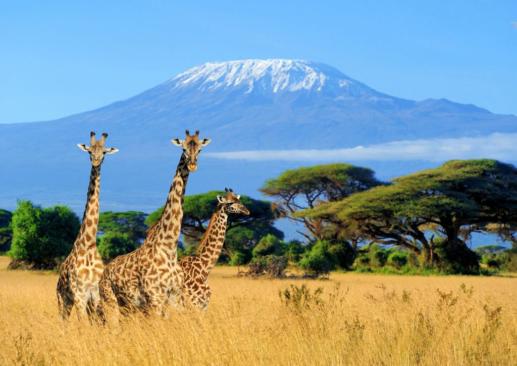 Nezaboravni safari u Keniji