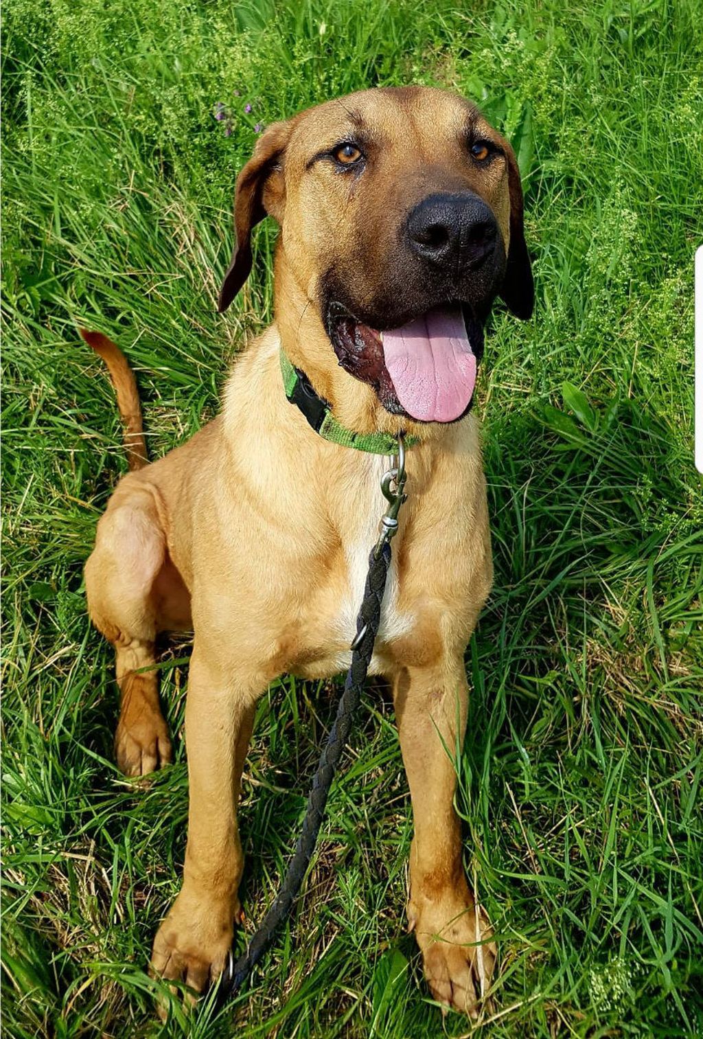 Predivan trogodišnji pas Frodo u azilu Domovec čeka svoj dom - 2