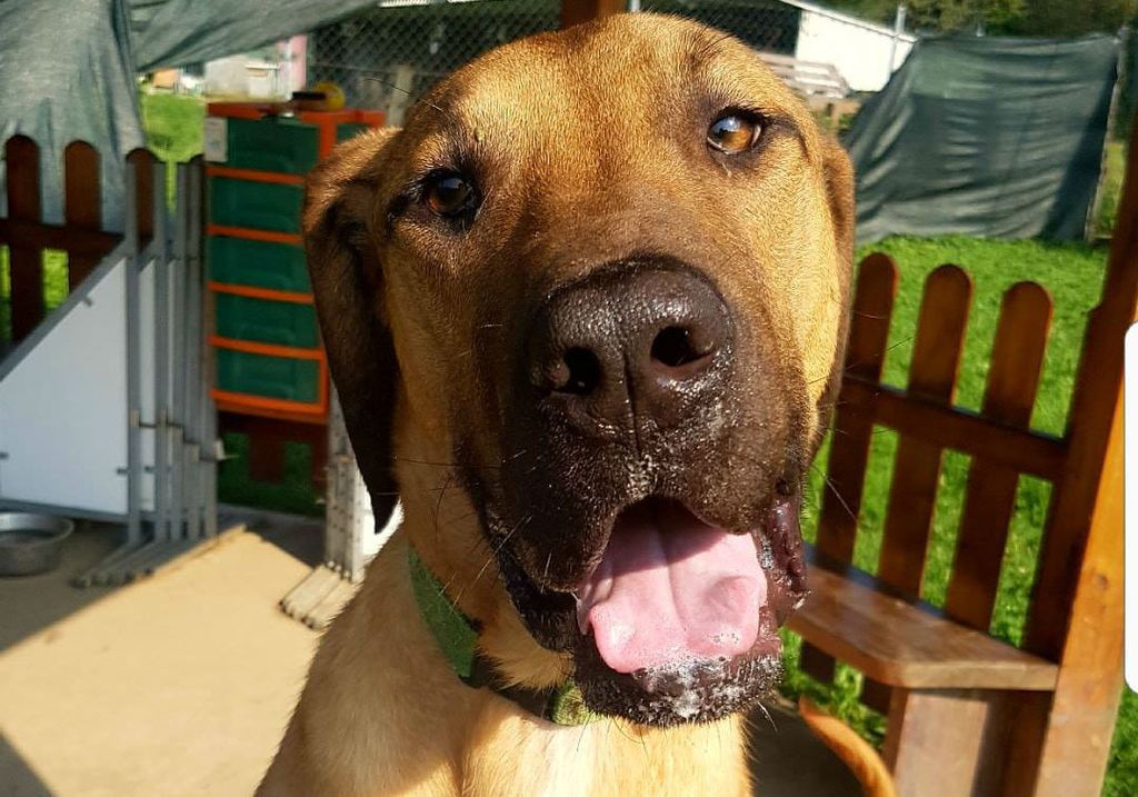 Predivan trogodišnji pas Frodo u azilu Domovec čeka svoj dom - 3