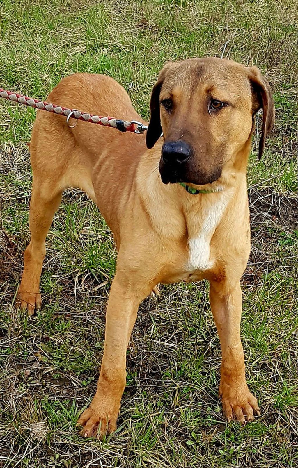 Predivan trogodišnji pas Frodo u azilu Domovec čeka svoj dom