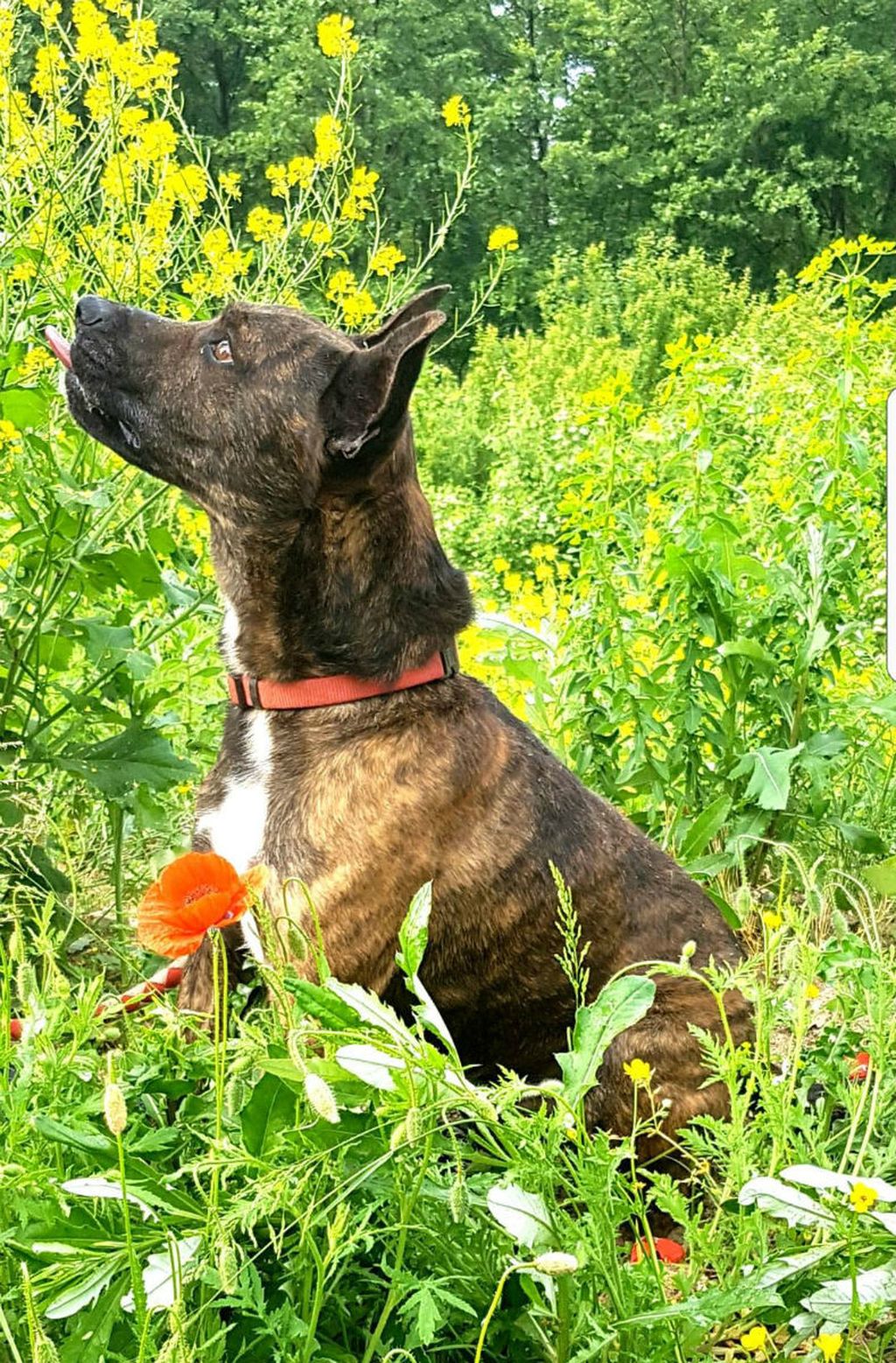 Prossi u azilu Dumovec više od 700 dana čeka svoj novi dom