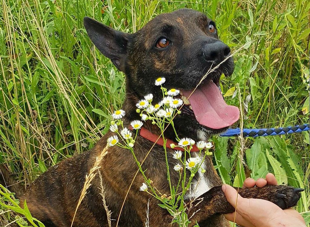 Prossi u azilu Dumovec više od 700 dana čeka svoj novi dom - 7