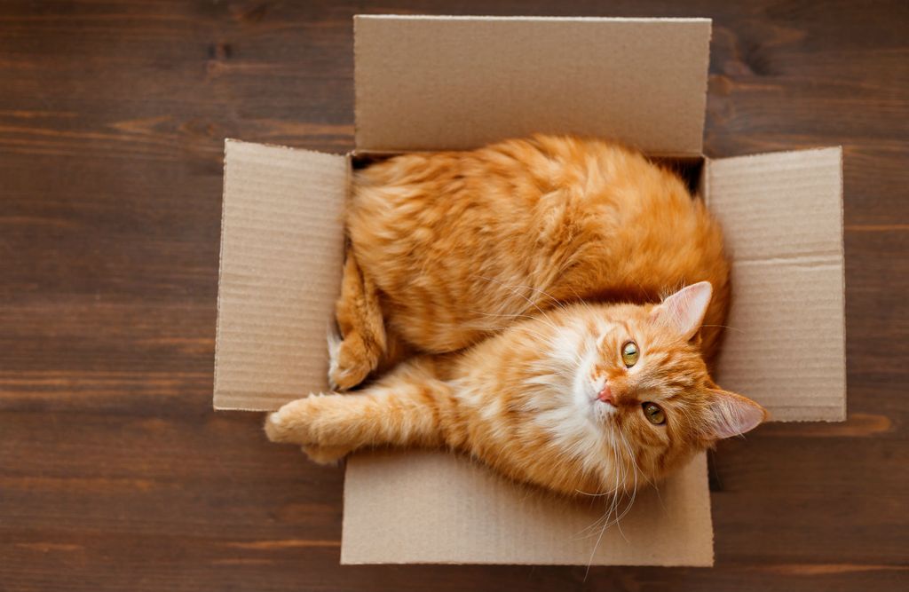 Mačka leži u kutiji
