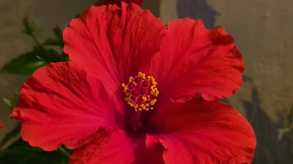 Samsung Galaxy Note10+