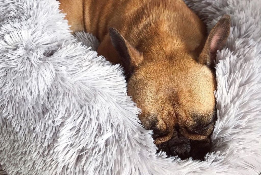 Krevetić za pse koji smiruje ljubimca - 5