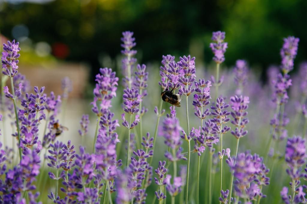 Vikendica Međimurski ceker - 5