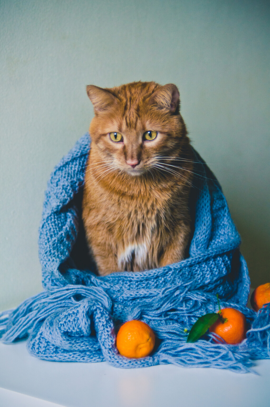 Narančaste mačke - 7