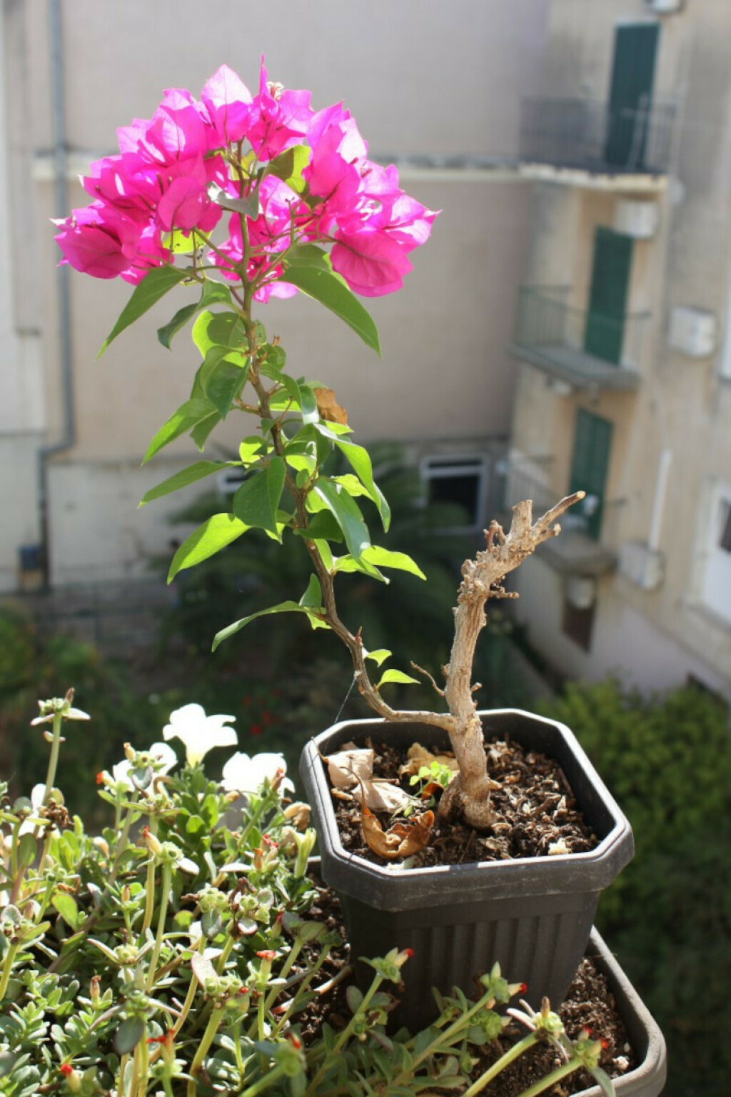 Mini bugenvilija raste na balkonu stana u Zadru - 7