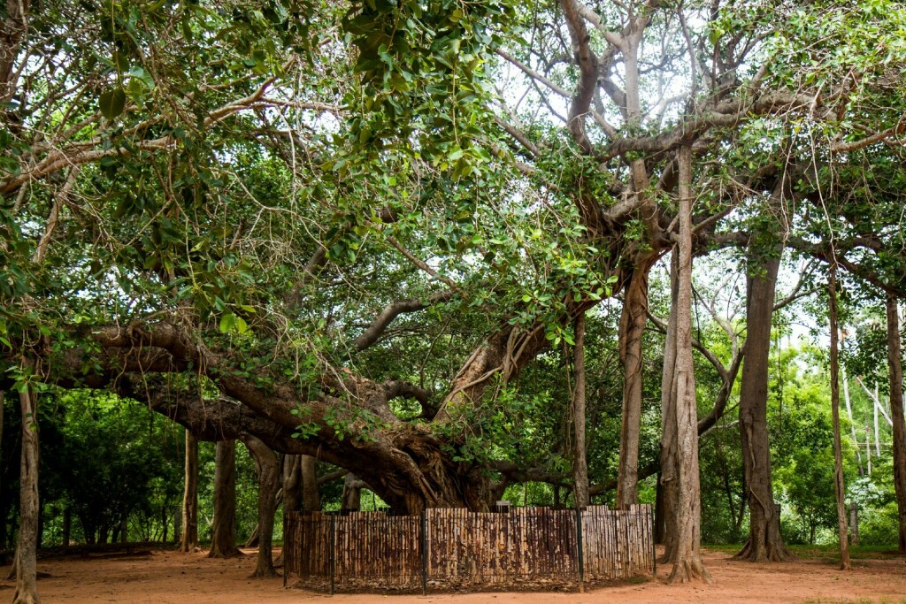 Auroville - 3