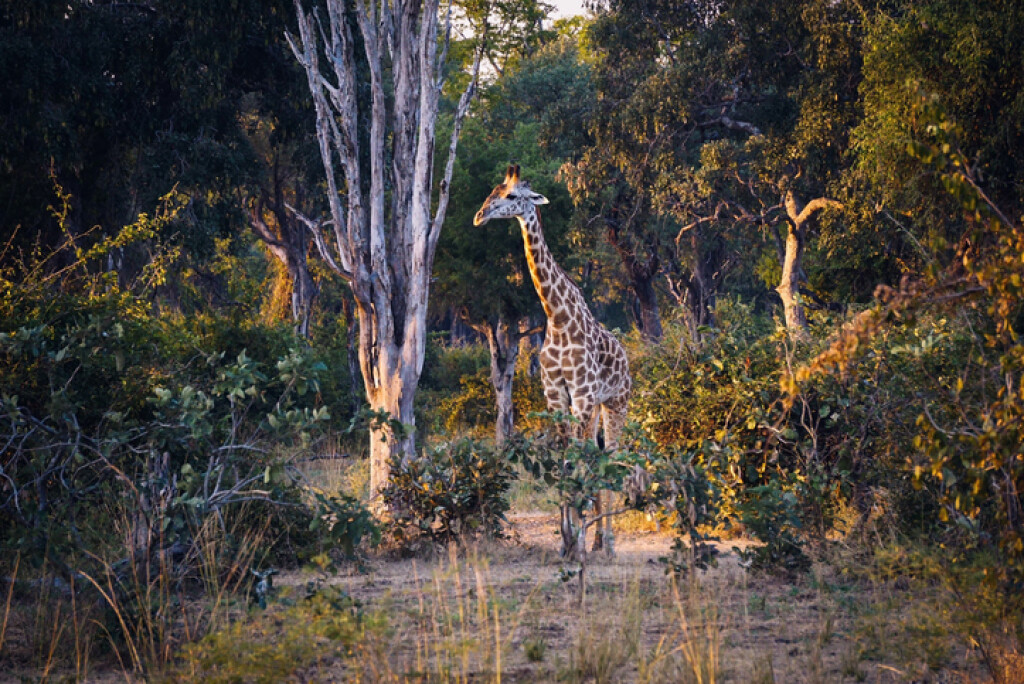Nacionalni park South Luangwa, Zambija - 9