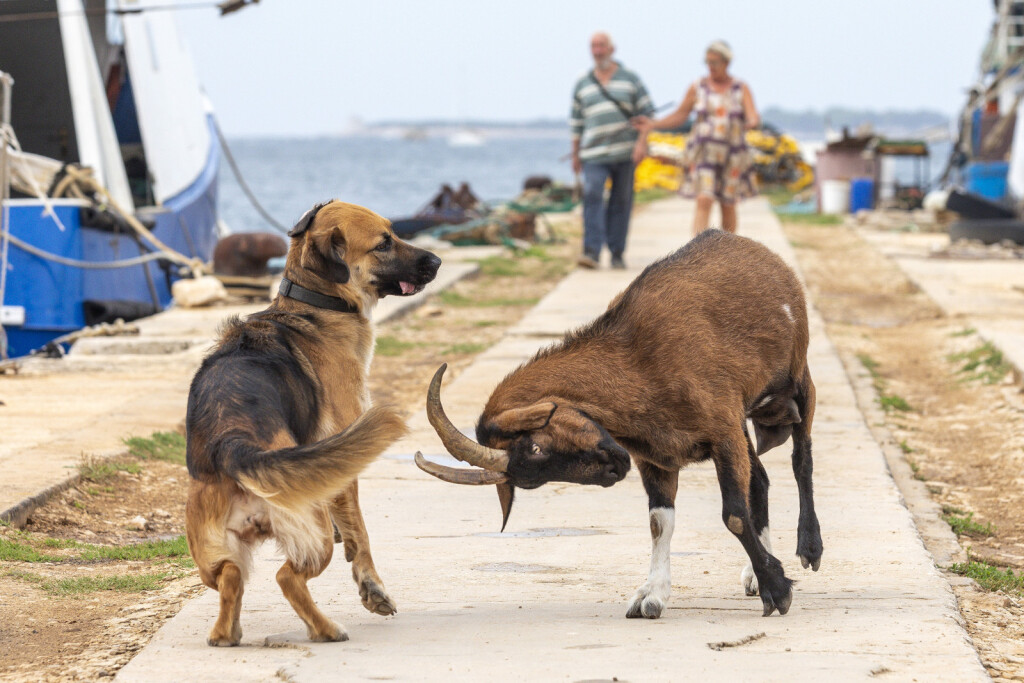 Neobično prijateljstvo u Puli između psa, ovčarke Lee i koze Anke-Porculanke - 7